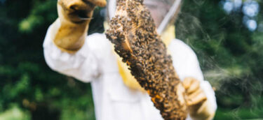 Selective focus on bees and honey