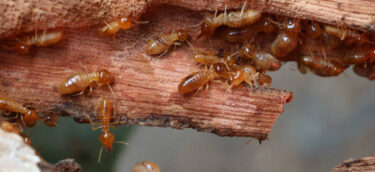 Termites are small insects that live in underground nests and termite mounds. Termites can consume wooden structures of a house and other parts such as wooden floors, windows, doors, and furniture